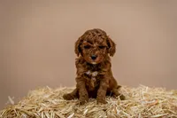 Little Joe - Micro Mini Goldendoodle, a male Goldendoodle and Miniature Goldendoodle for sale in Seymour, MO – Photo 2 of 3