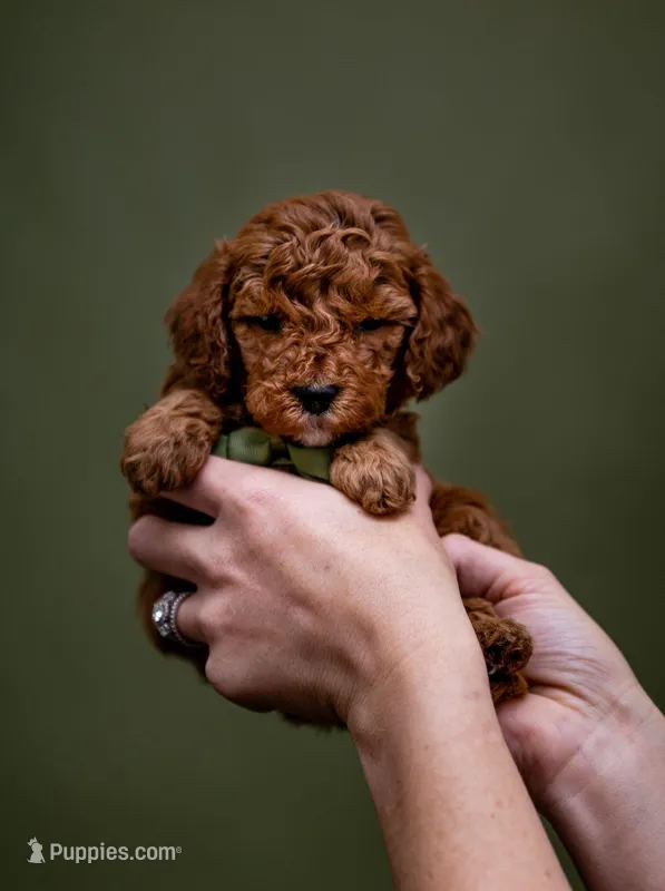 Little Joe - Micro Mini Goldendoodle – Goldendoodle, Miniature Goldendoodle puppy for sale in Seymour, MO