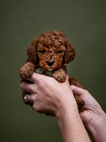 Little Joe - Micro Mini Goldendoodle, a male Goldendoodle and Miniature Goldendoodle for sale in Seymour, MO – Photo 1 of 3
