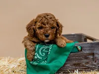 Little Joe - Micro Mini Goldendoodle, a male Goldendoodle and Miniature Goldendoodle for sale in Seymour, MO – Photo 3 of 3
