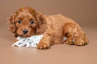 Lace, a female Cavapoo for sale in Seymour, MO – 2 of 3