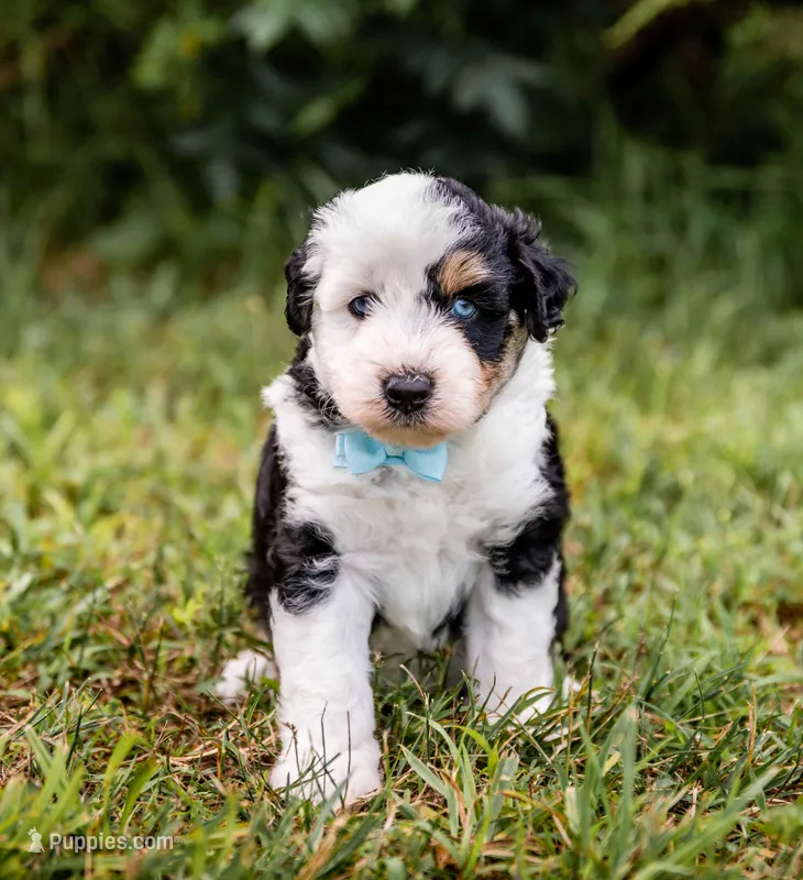 Spark – Miniature Aussiedoodle puppy for sale in Seymour, MO