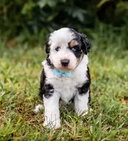Spark, a male Miniature Aussiedoodle for sale in Seymour, MO – 1 of 4