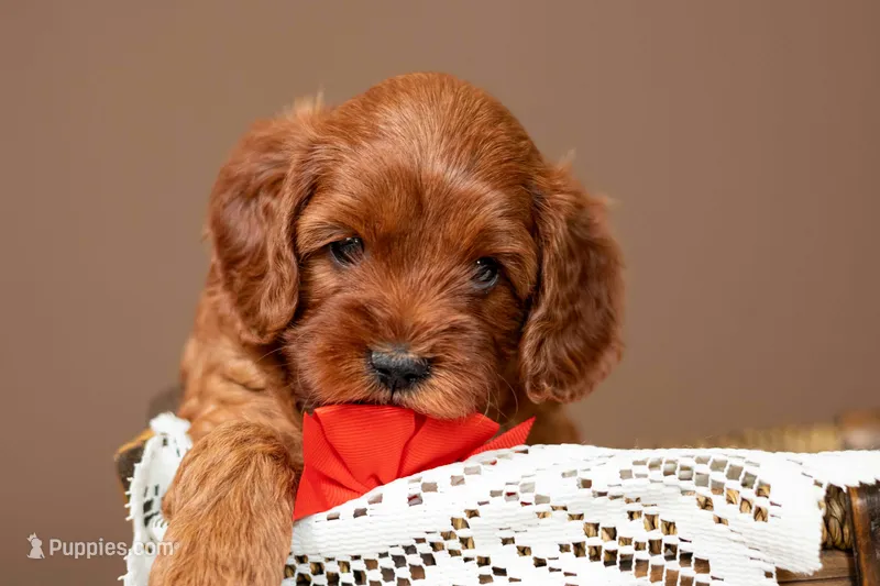 Wrangler – Cavapoo puppy for sale in Seymour, MO