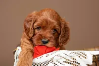 Wrangler, a male Cavapoo for sale in Seymour, MO – 1 of 3