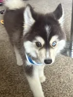 Koda, a male Pomsky for sale in Cincinnati, OH – 3 of 3
