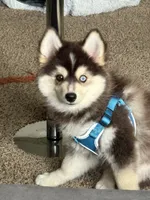 Koda, a male Pomsky for sale in Cincinnati, OH – 2 of 3