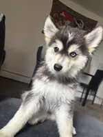 Koda, a male Pomsky for sale in Cincinnati, OH – 1 of 3