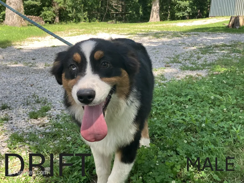 Drift – Australian Shepherd puppy for sale in Neosho, MO