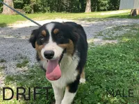 Drift, a male Australian Shepherd for sale in Neosho, MO – 1 of 10