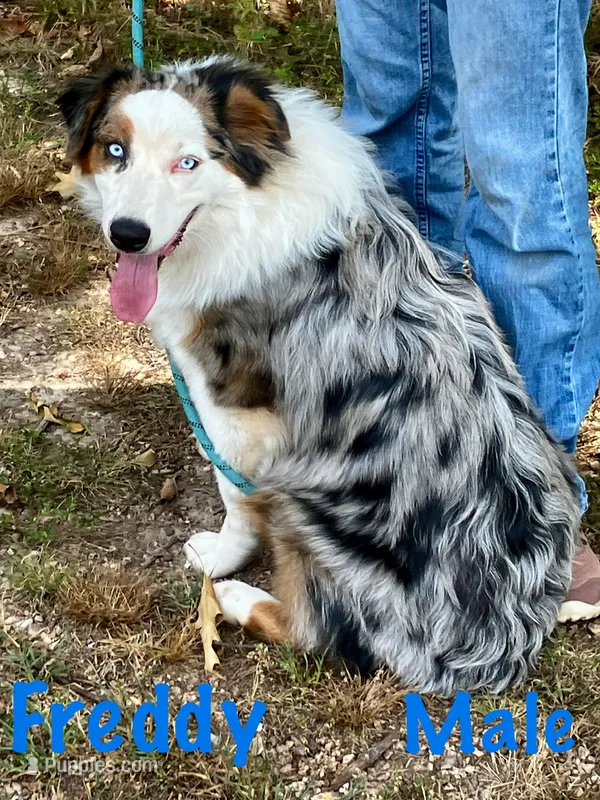 Freddy – Australian Shepherd puppy for sale in Neosho, MO