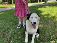 Velma, a female Australian Shepherd for sale in Neosho, MO – 9 of 10