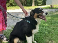 Drift, a male Australian Shepherd for sale in Neosho, MO – 4 of 10