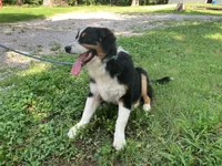 Drift, a male Australian Shepherd for sale in Neosho, MO – 6 of 10