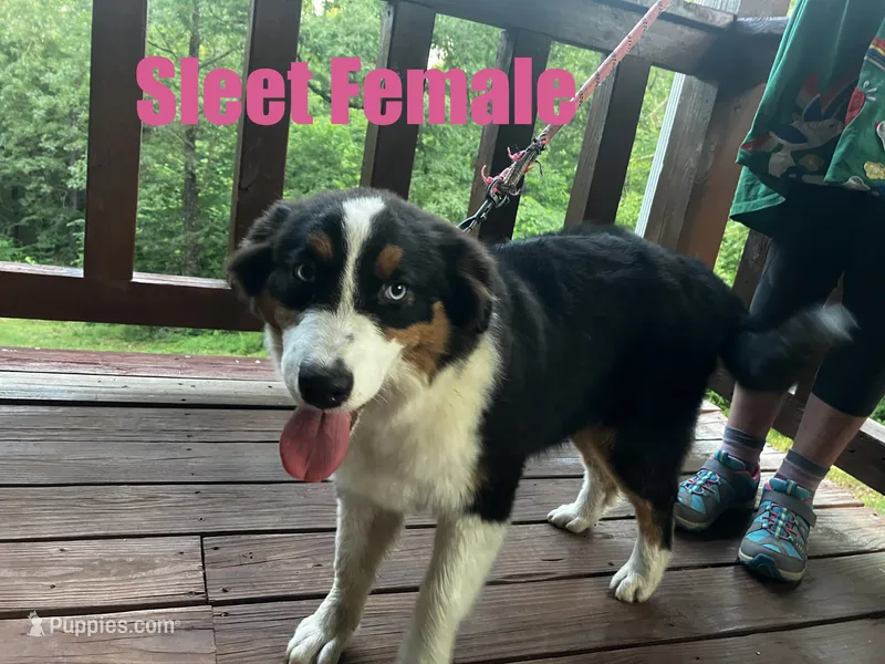 Sleet – Australian Shepherd puppy for sale in Neosho, MO