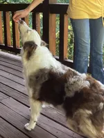 Rosie, a female Australian Shepherd for sale in Neosho, MO – 6 of 10