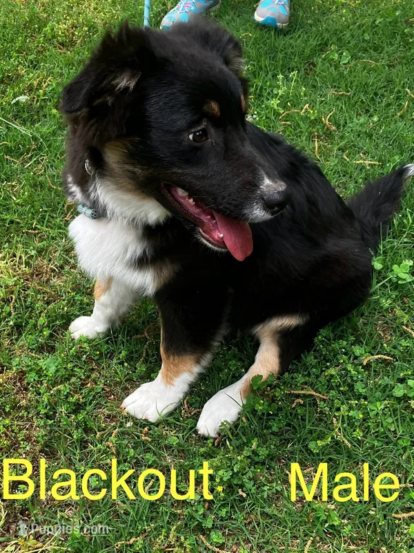 Blackout – Australian Shepherd puppy for sale in Neosho, MO