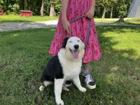 Velma, a female Australian Shepherd for sale in Neosho, MO – 4 of 10