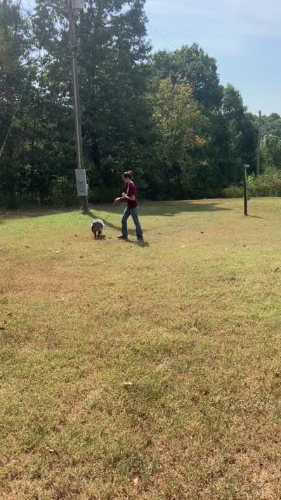 Freddy, a male Australian Shepherd for sale in Neosho, MO – 7 of 10