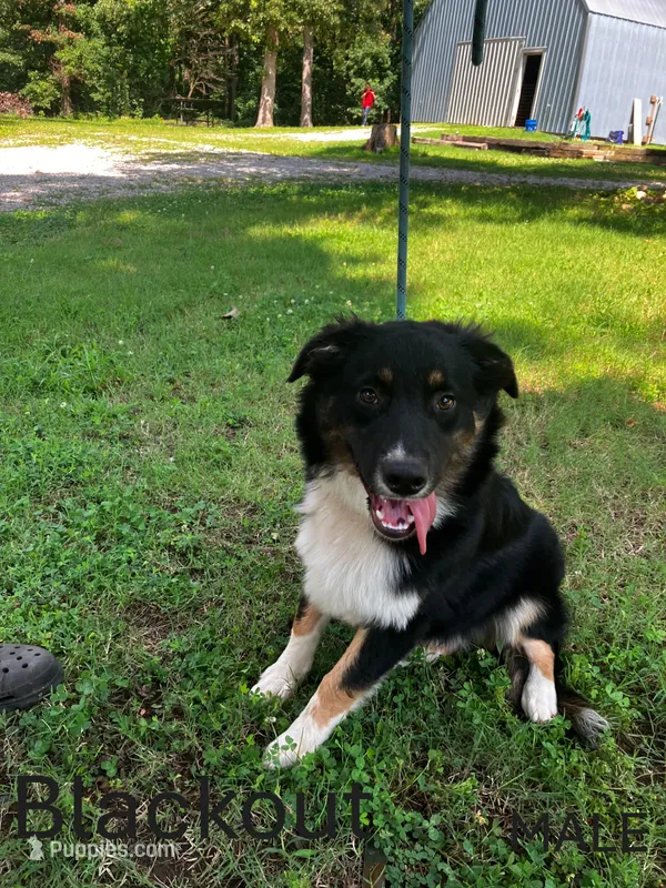 Blackout – Australian Shepherd puppy for sale in Neosho, MO