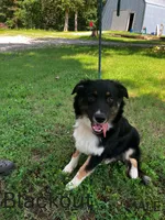 Blackout, a male Australian Shepherd for sale in Neosho, MO – 1 of 10