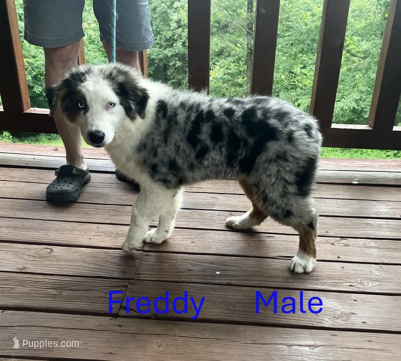 Freddy – Australian Shepherd puppy for sale in Neosho, MO