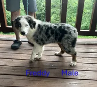 Freddy, a male Australian Shepherd for sale in Neosho, MO – 1 of 10