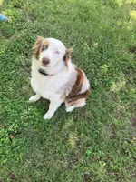 Rosie, a female Australian Shepherd for sale in Neosho, MO – 2 of 9