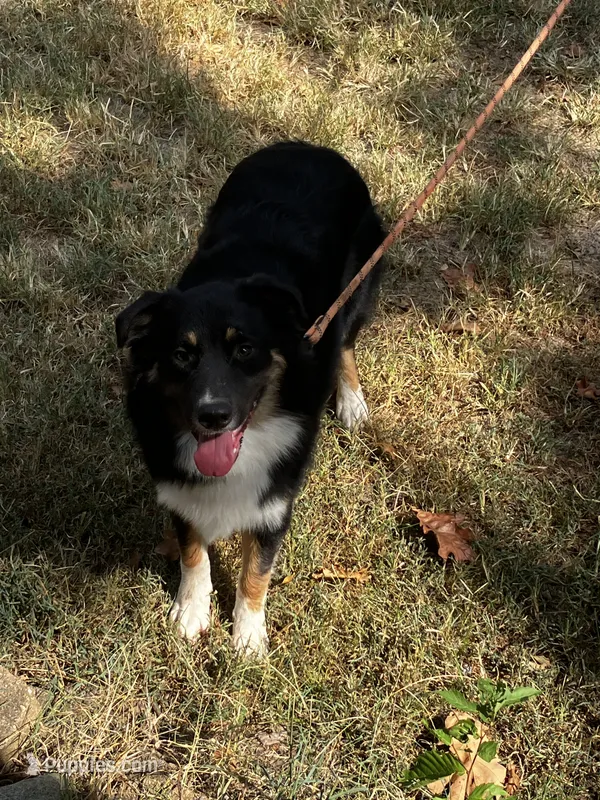 Blackout – Australian Shepherd puppy for sale in Neosho, MO