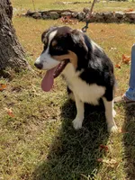 Drift, a male Australian Shepherd for sale in Neosho, MO – 3 of 10