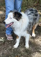 Freddy, a male Australian Shepherd for sale in Neosho, MO – 2 of 10