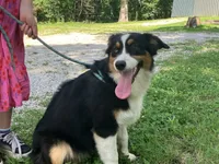 Drift, a male Australian Shepherd for sale in Neosho, MO – 5 of 10