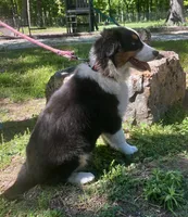 Sleet, a female Australian Shepherd for sale in Neosho, MO – 3 of 8