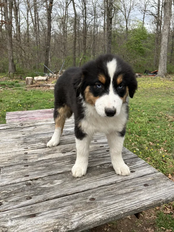 Sleet – Australian Shepherd puppy for sale in Neosho, MO