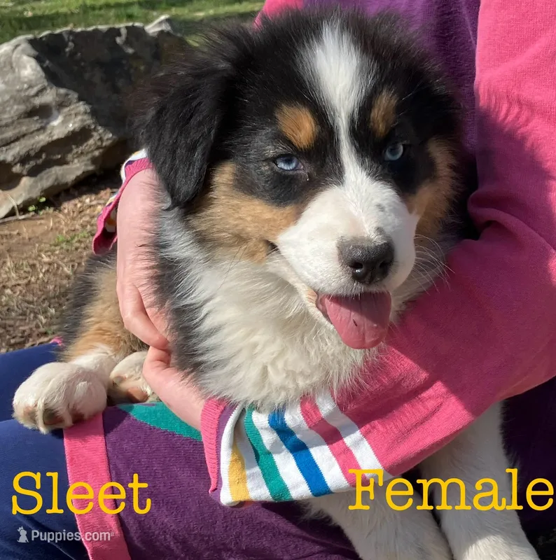 Sleet – Australian Shepherd puppy for sale in Neosho, MO