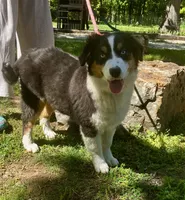 Sleet, a female Australian Shepherd for sale in Neosho, MO – 4 of 8