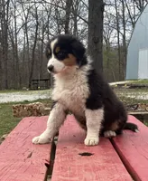 Sleet, a female Australian Shepherd for sale in Neosho, MO – Photo 3 of 7