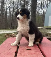 Sleet, a female Australian Shepherd for sale in Neosho, MO – Photo 6 of 7