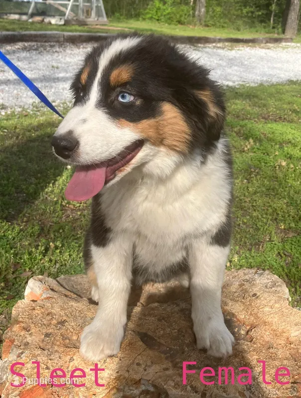Sleet – Australian Shepherd puppy for sale in Neosho, MO