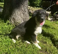 Blackout, a male Australian Shepherd for sale in Neosho, MO – 4 of 10