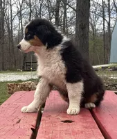 Sleet, a female Australian Shepherd for sale in Neosho, MO – Photo 7 of 7
