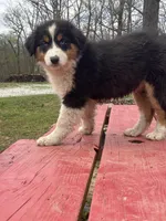 Sleet, a female Australian Shepherd for sale in Neosho, MO – Photo 2 of 7