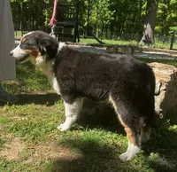 Sleet, a female Australian Shepherd for sale in Neosho, MO – 5 of 8