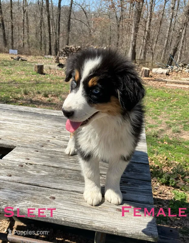 Sleet – Australian Shepherd puppy for sale in Neosho, MO