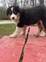 Sleet, a female Australian Shepherd for sale in Neosho, MO – Photo 5 of 7