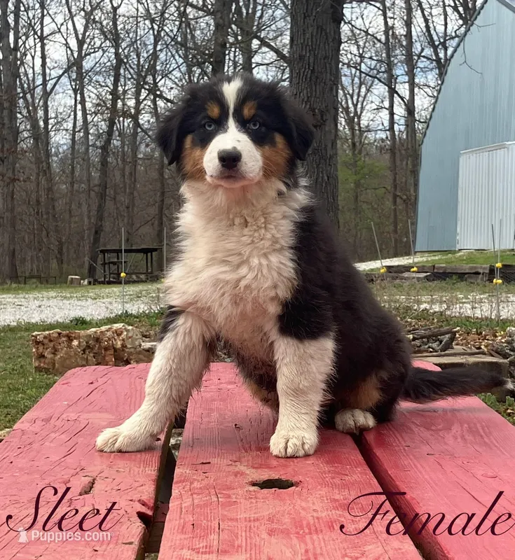 Sleet – Australian Shepherd puppy for sale in Neosho, MO