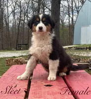 Sleet, a female Australian Shepherd for sale in Neosho, MO – Photo 1 of 7