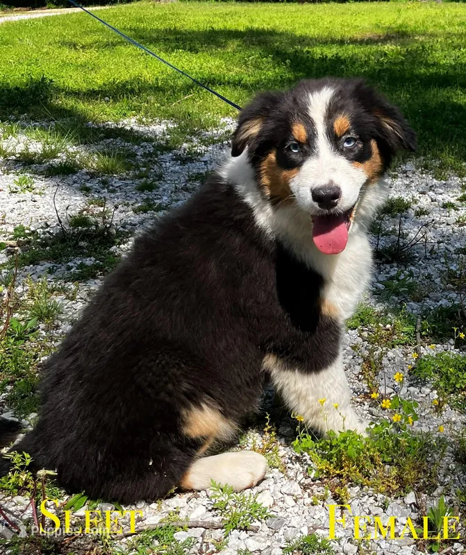 Sleet – Australian Shepherd puppy for sale in Neosho, MO
