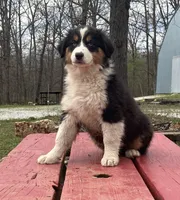 Sleet, a female Australian Shepherd for sale in Neosho, MO – Photo 4 of 7