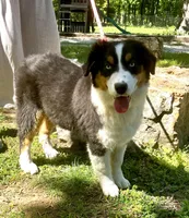 Sleet, a female Australian Shepherd for sale in Neosho, MO – 6 of 8